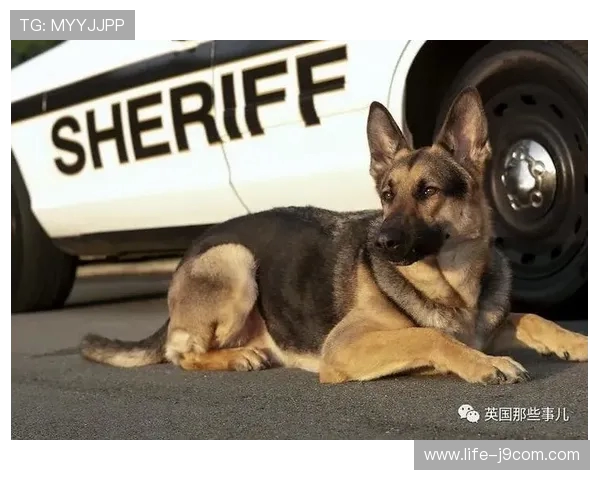 探讨狗意外闯入足球场背后多重成因及赛事安全管理改进新方略启示